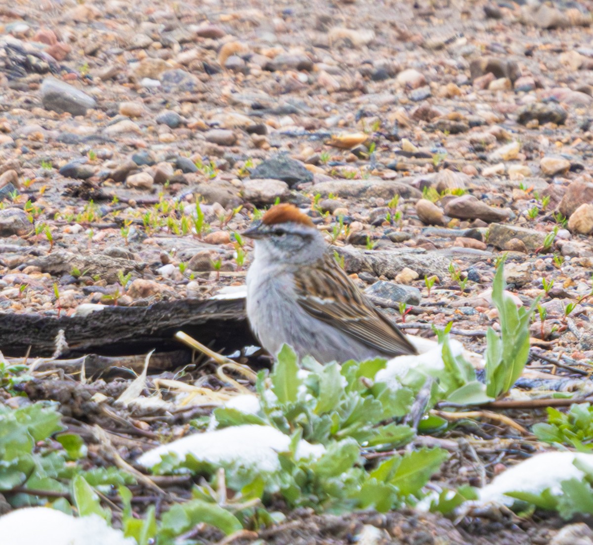 Chipping Sparrow - ML617690212