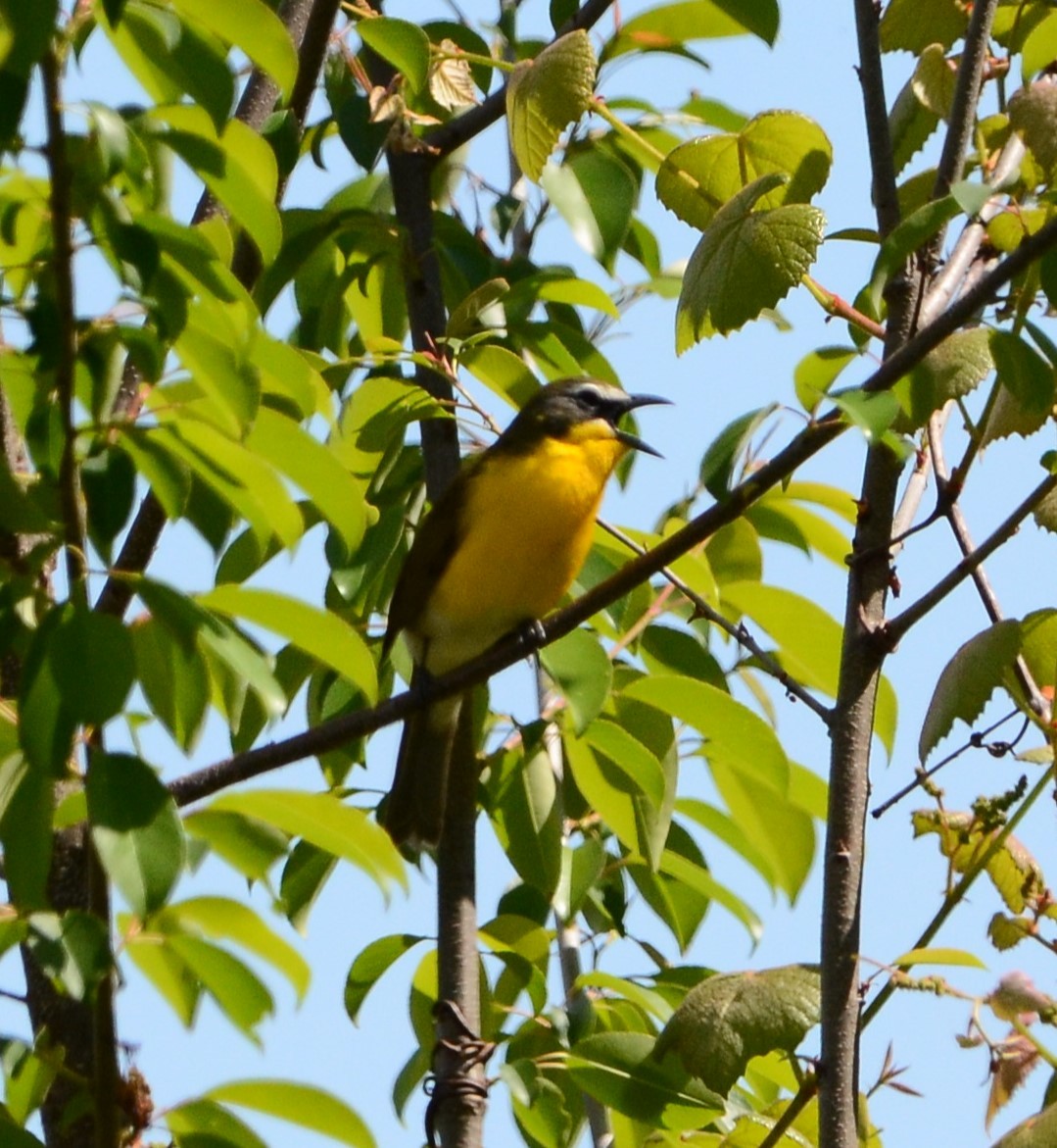 Yellow-breasted Chat - ML617690250