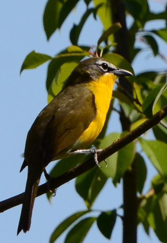 Yellow-breasted Chat - ML617690251