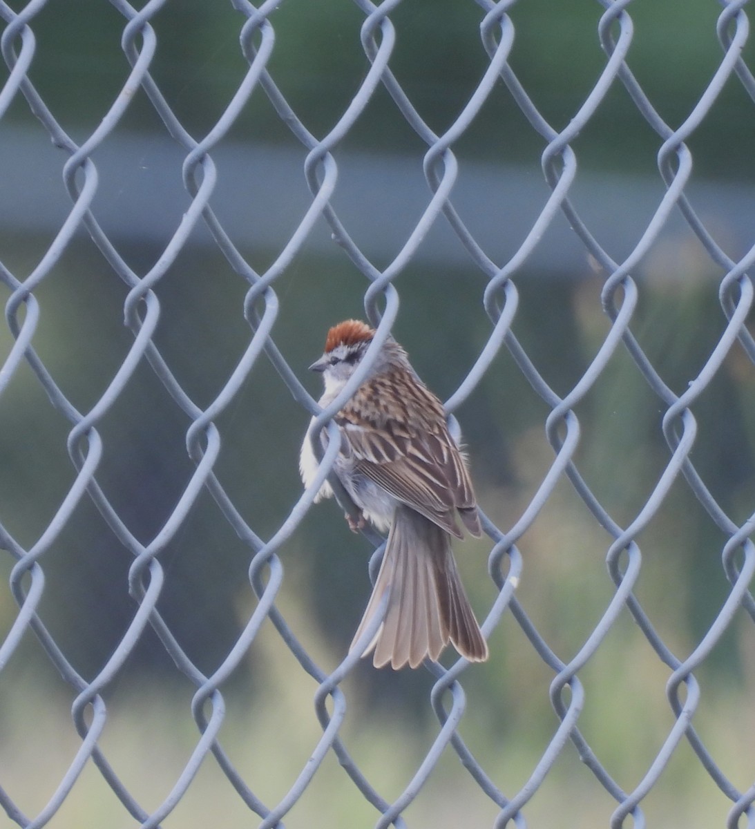 Chipping Sparrow - ML617690264