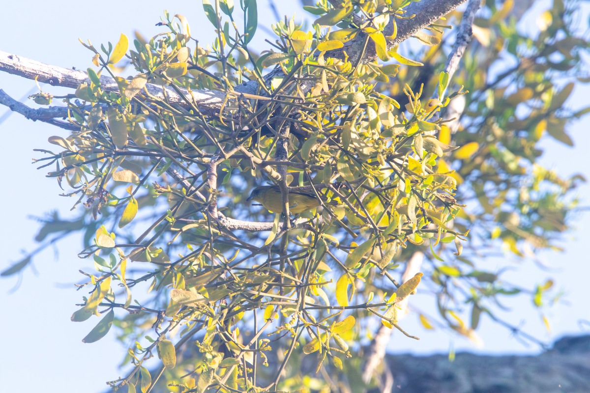 Yellow-crowned Euphonia - ML617690291