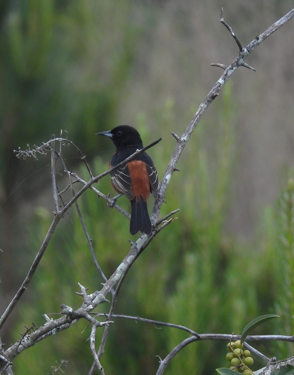 Orchard Oriole - ML617690331