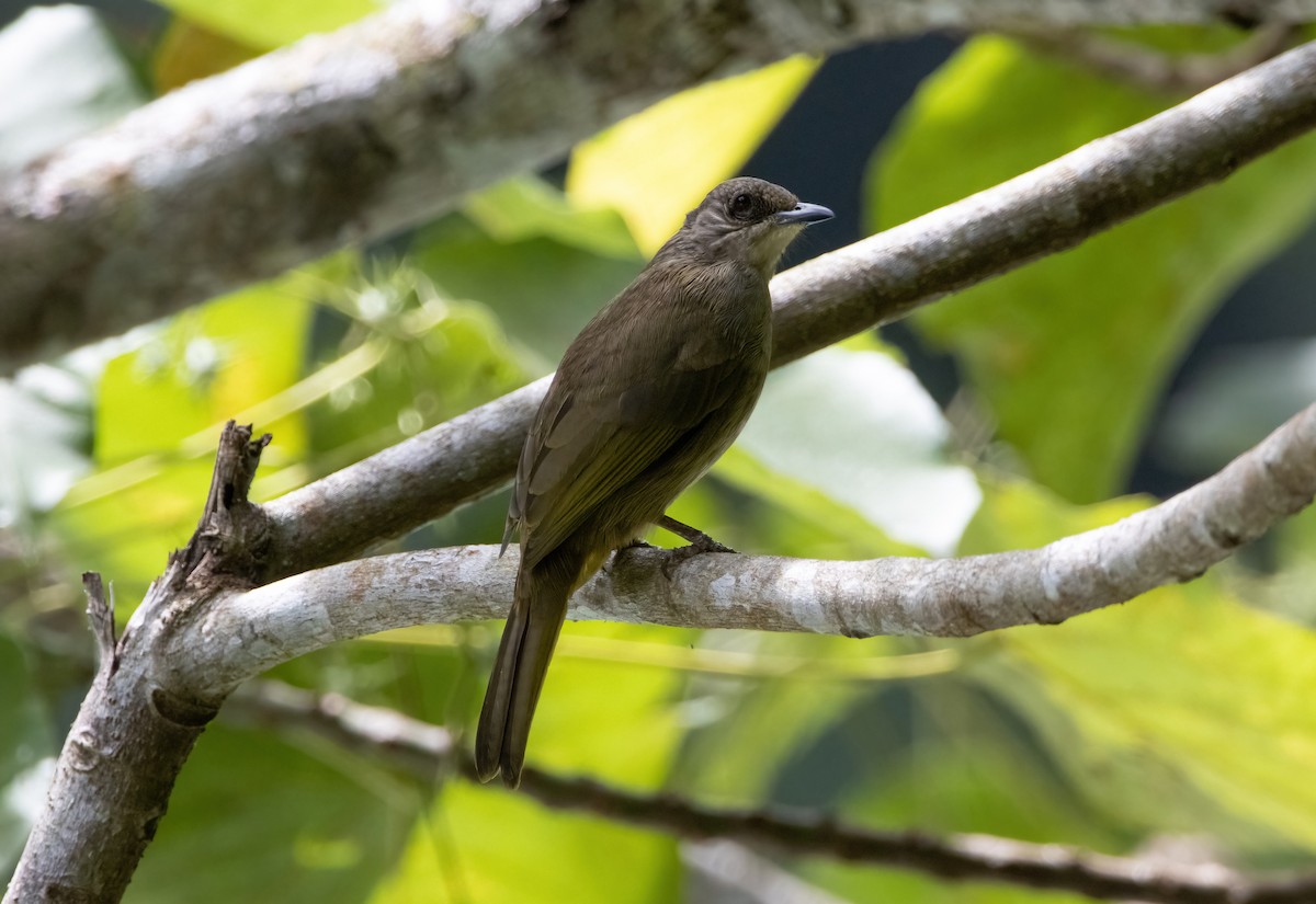 Olive-winged Bulbul - Mitch Rose