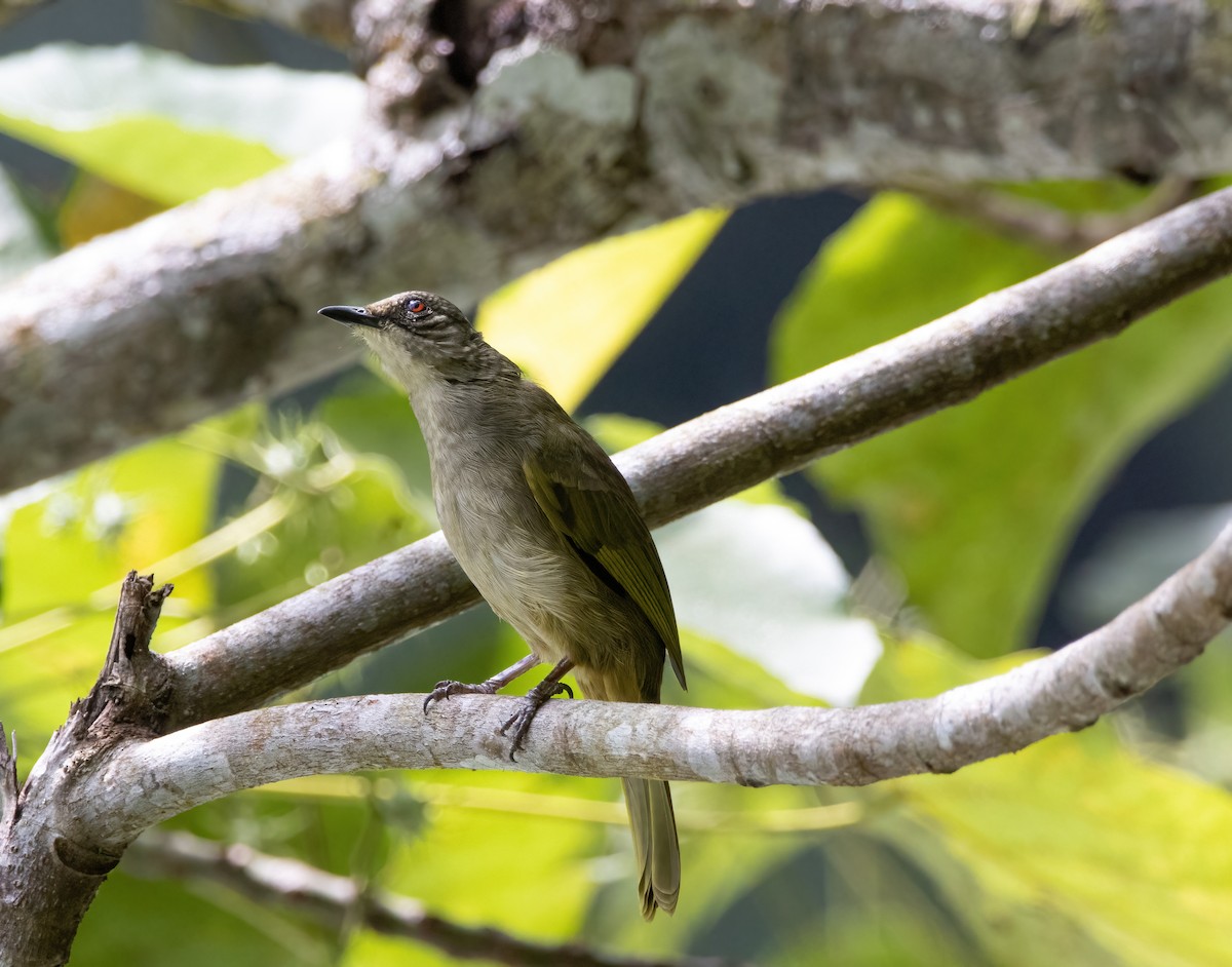 Olive-winged Bulbul - Mitch Rose
