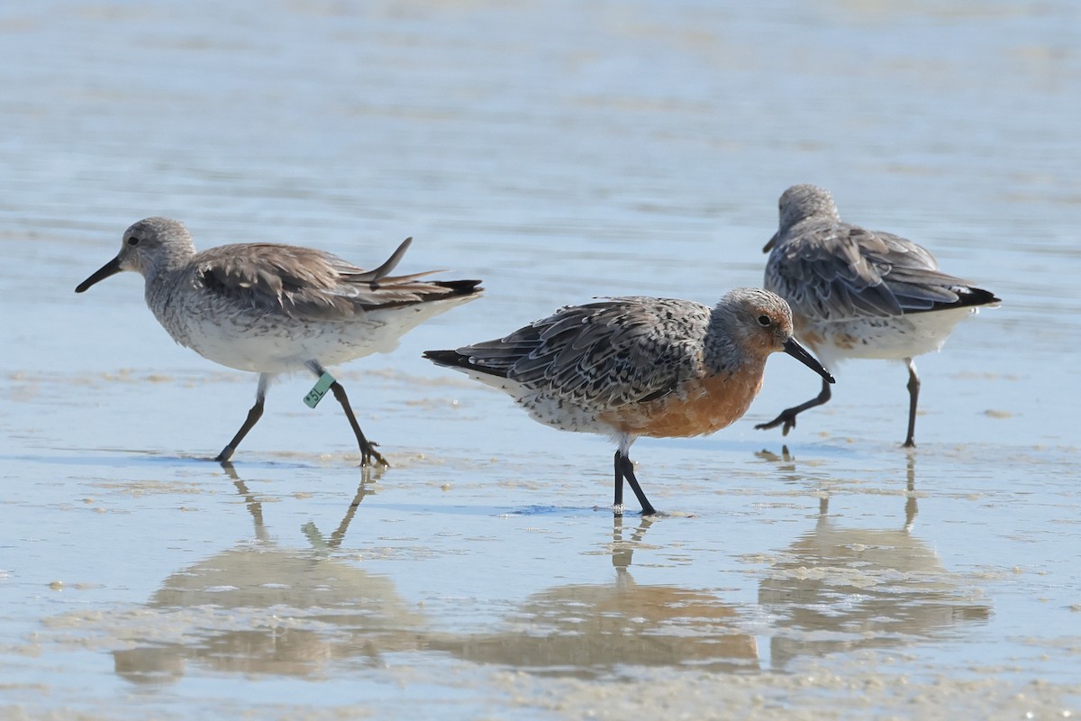 Red Knot - ML617690469