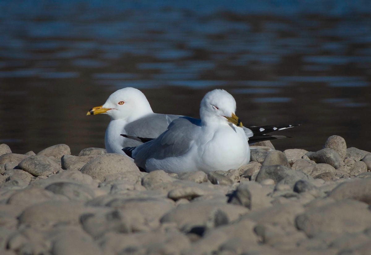 Ring-billed Gull - Marie-Eve Lavoie