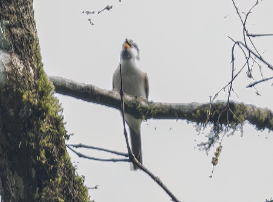 Gray-headed Parrotbill - Sourav Halder