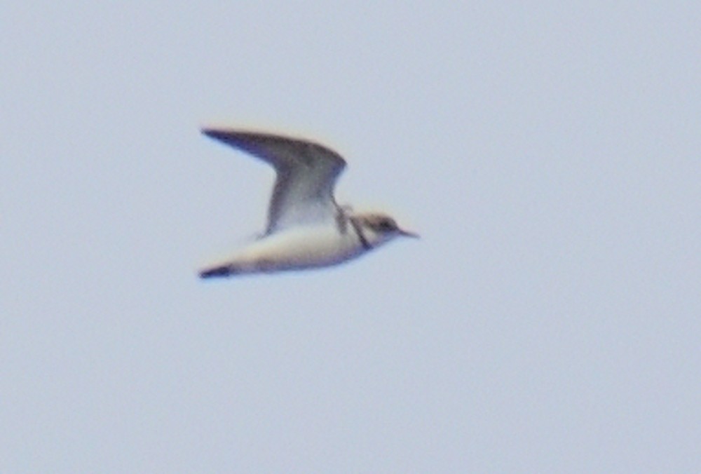 Double-banded Plover - ML617690599
