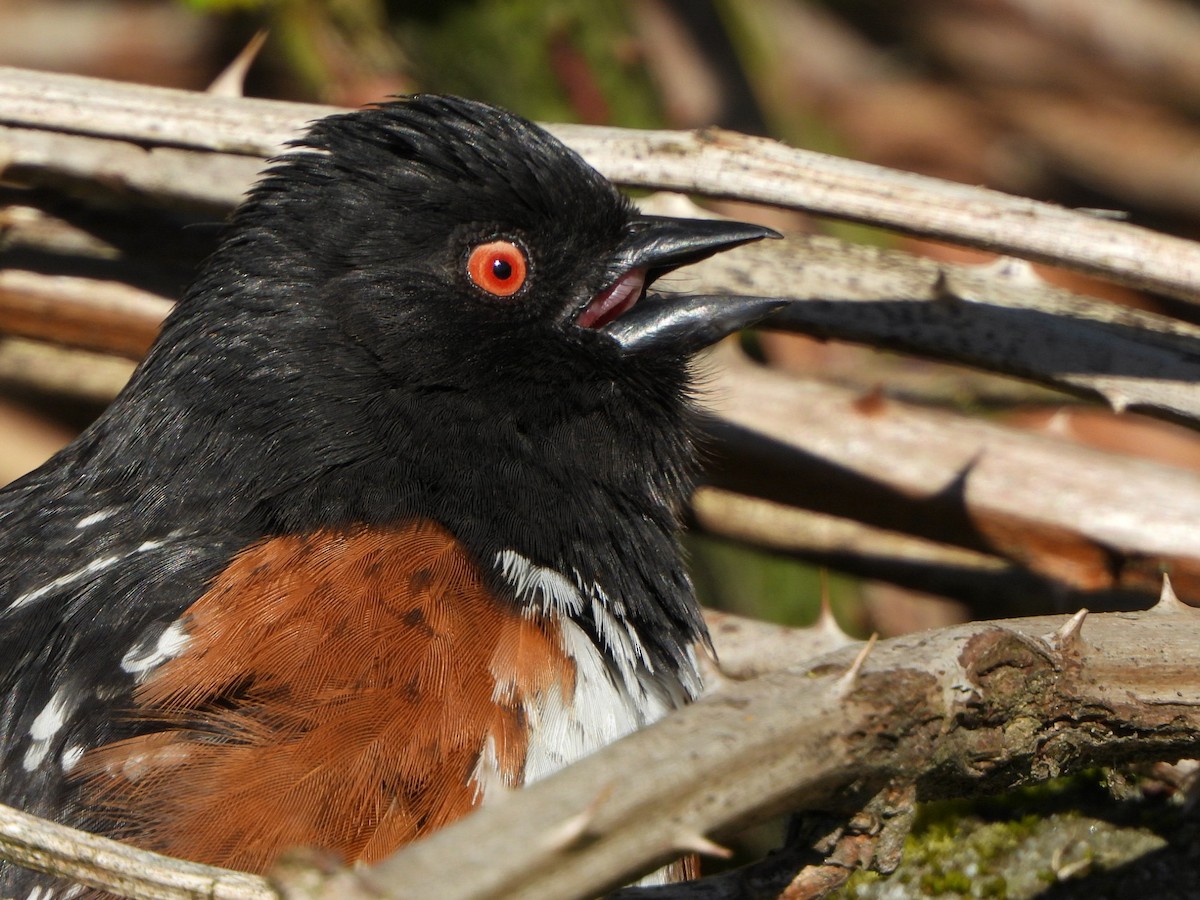 Spotted Towhee - ML617690606