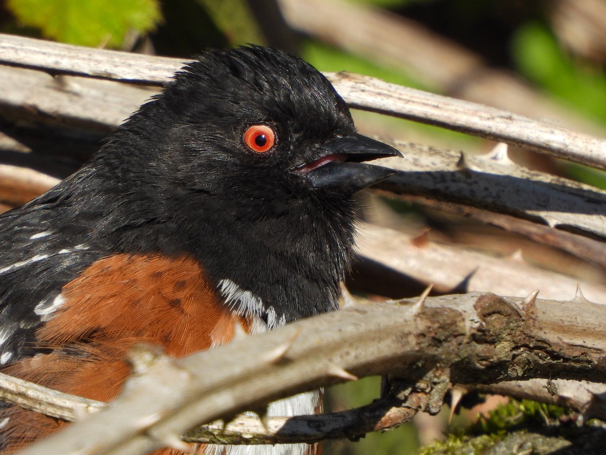 Spotted Towhee - ML617690607