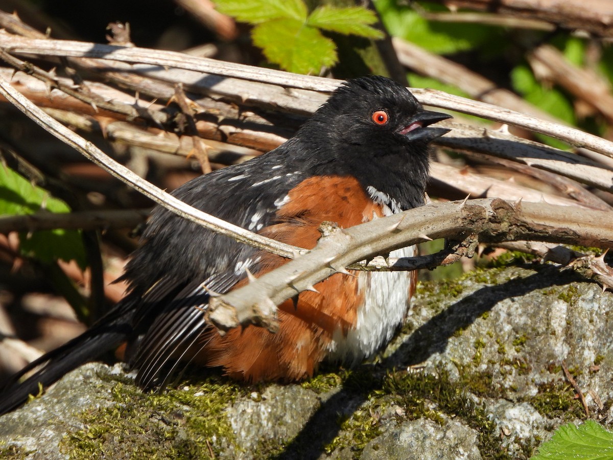 Spotted Towhee - ML617690608