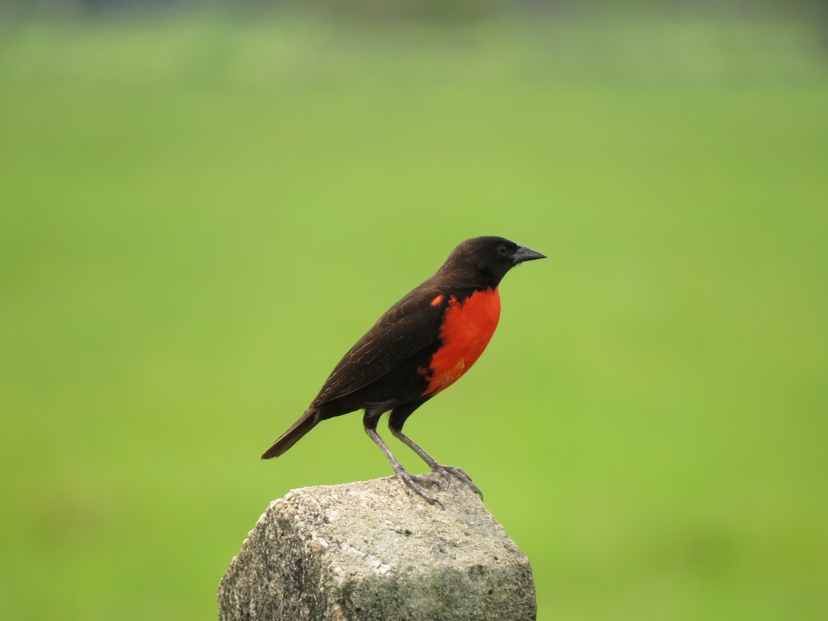 Red-breasted Meadowlark - ML617690637