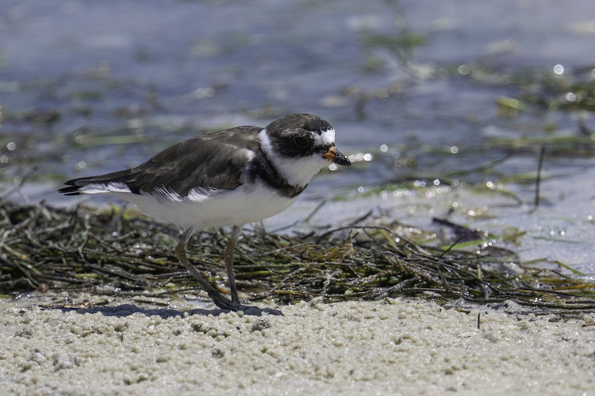 Semipalmated Plover - ML617690639