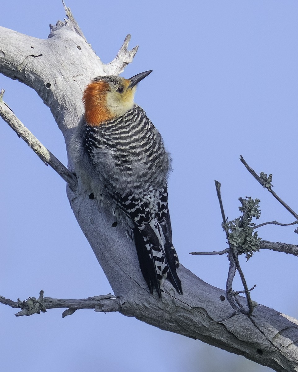 Red-bellied Woodpecker - Robert Epstein