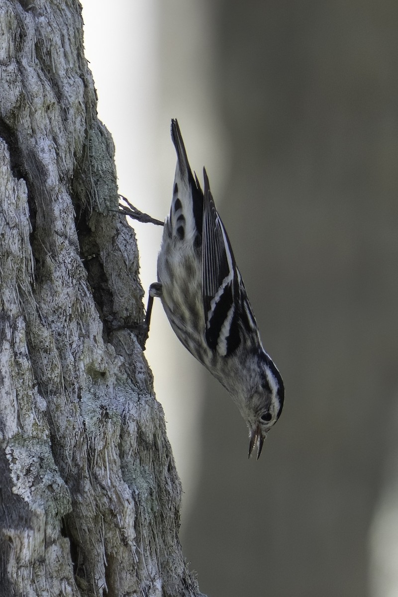 Black-and-white Warbler - ML617690685