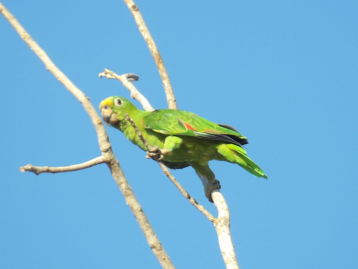 Yellow-crowned Parrot - ML617690718