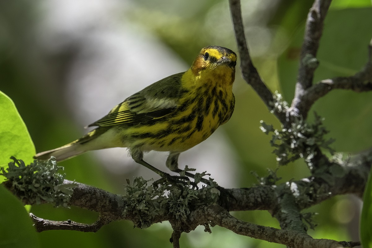 Cape May Warbler - ML617690719
