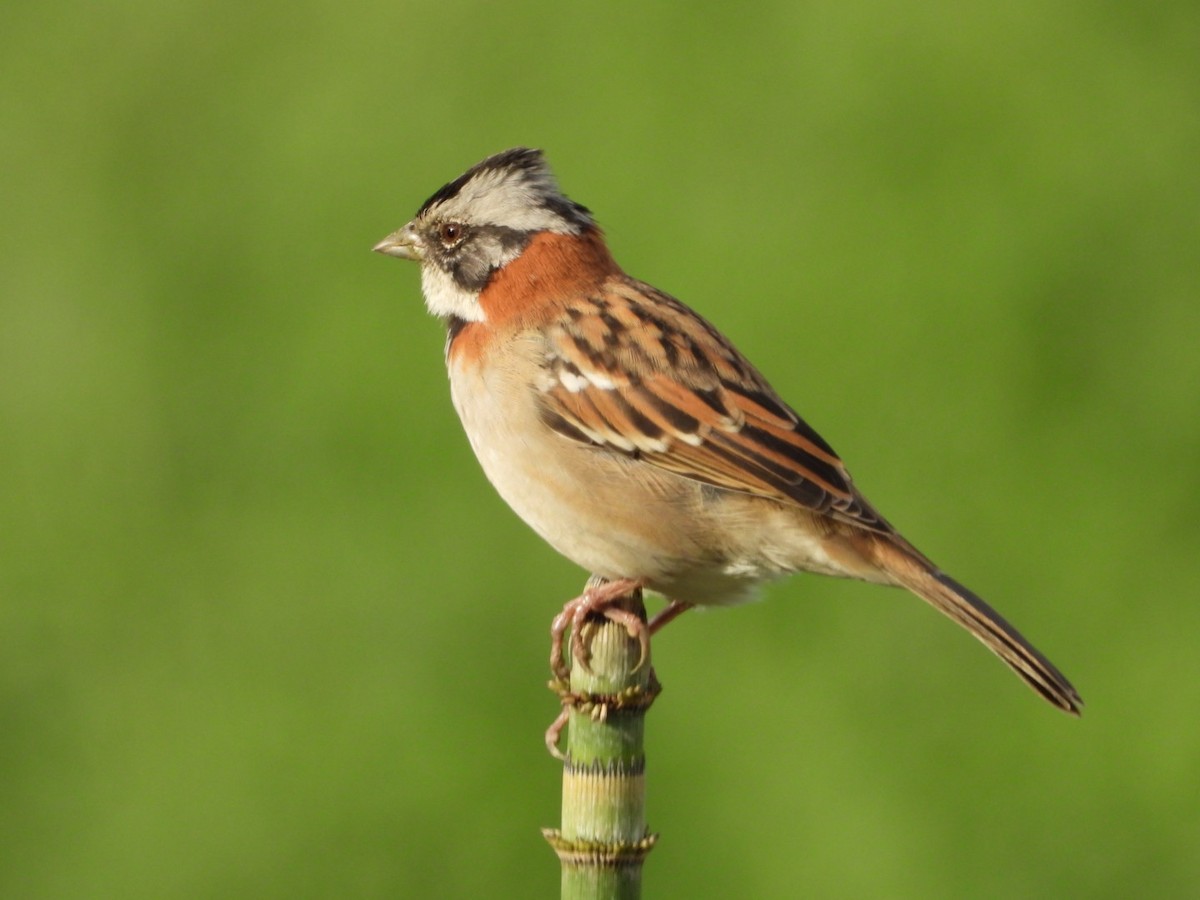 Rufous-collared Sparrow - ML617690782