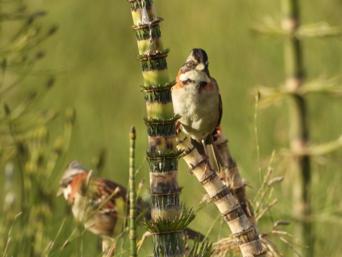 Rufous-collared Sparrow - ML617690785