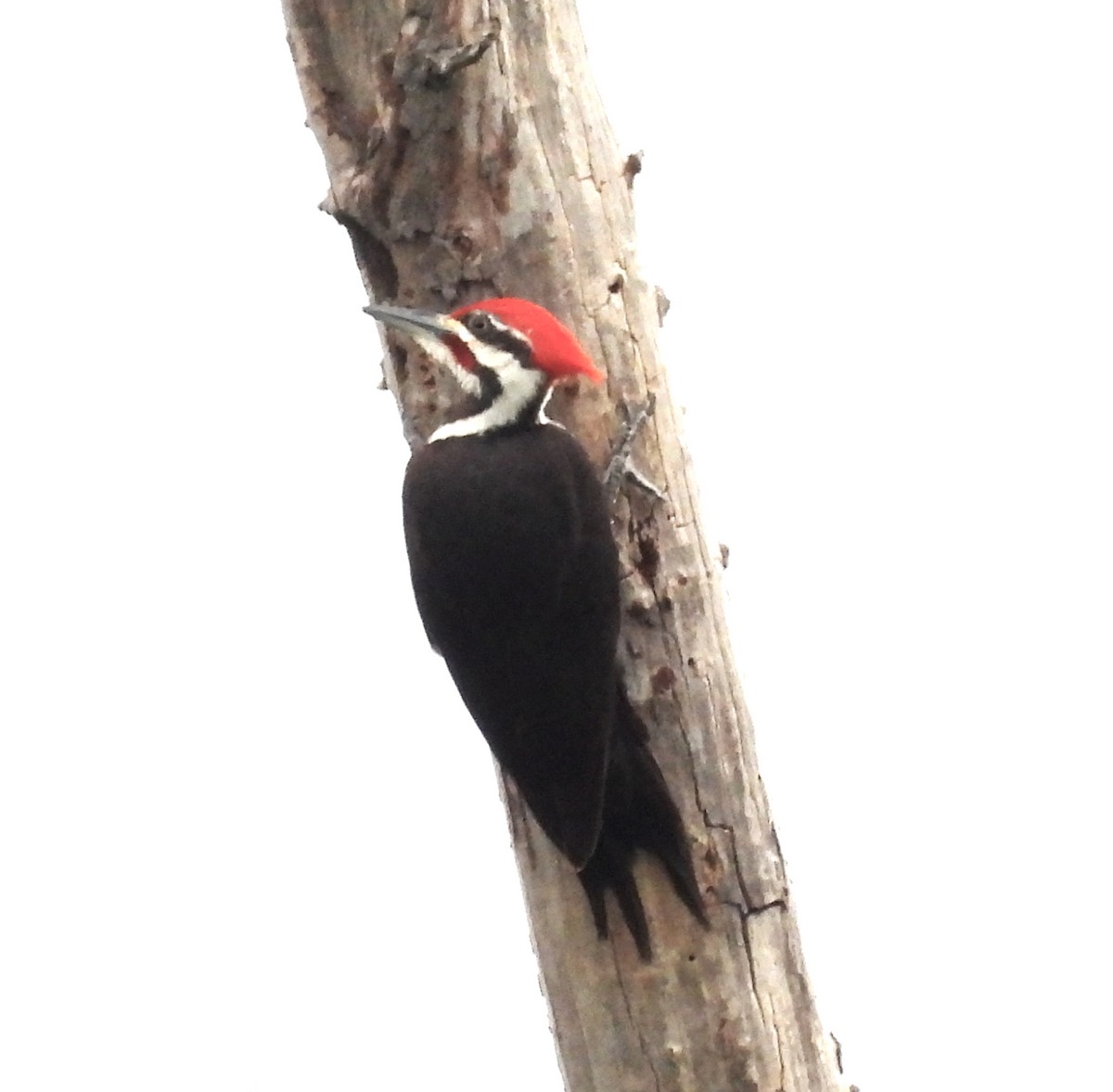 Pileated Woodpecker - ML617690788
