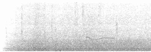 Black-bellied Plover - ML617690836