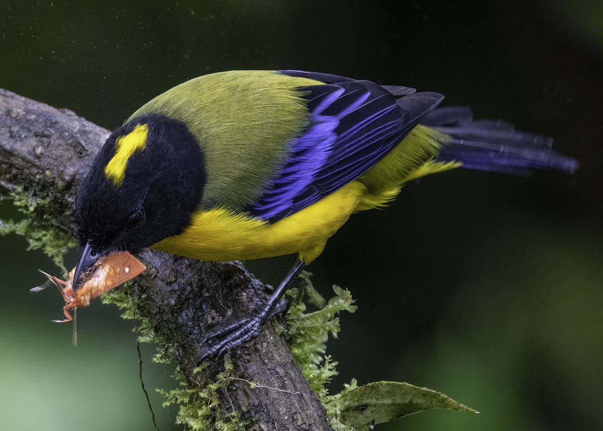Black-chinned Mountain Tanager - ML617690941