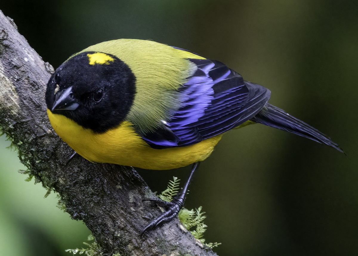Black-chinned Mountain Tanager - ML617690945