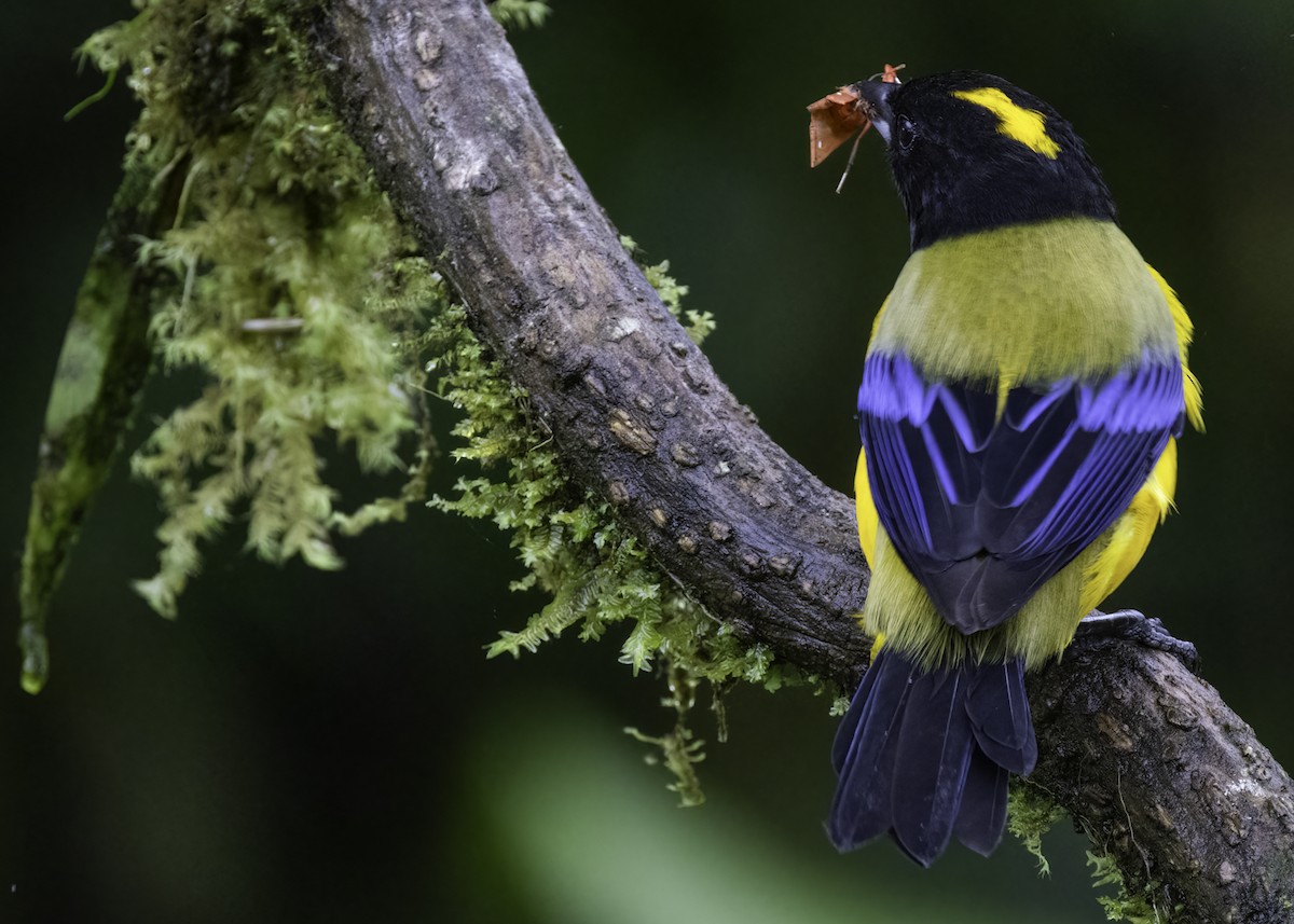 Black-chinned Mountain Tanager - ML617690950