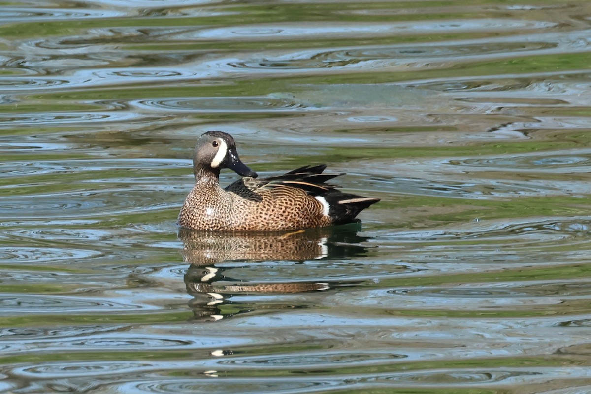 Blue-winged Teal - ML617690986