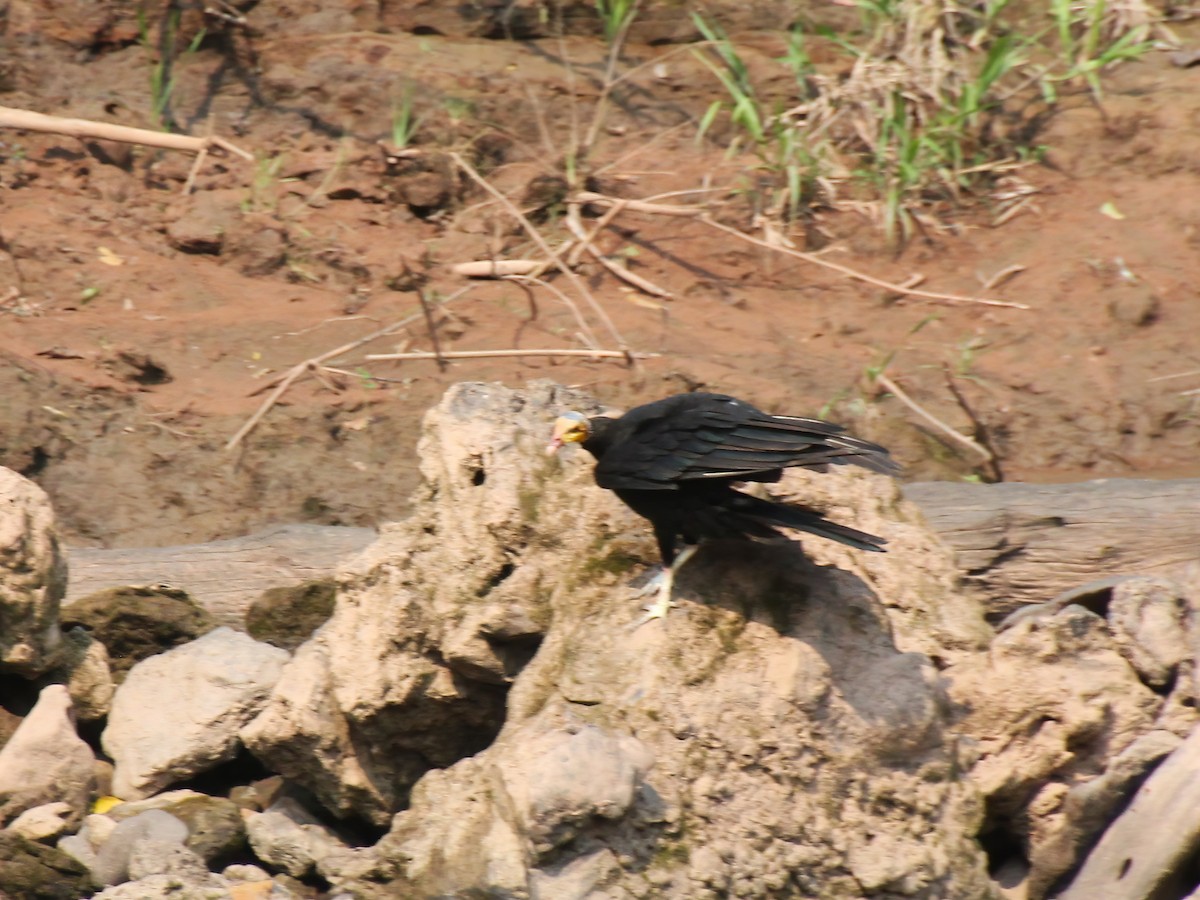 Greater Yellow-headed Vulture - ML617691127