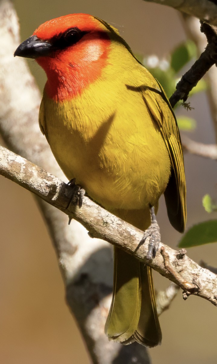 Red-headed Tanager - ML617691201