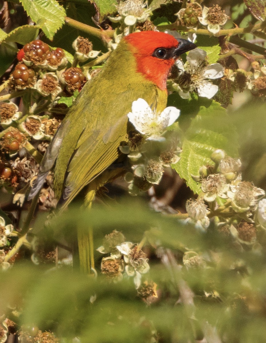 Red-headed Tanager - ML617691203