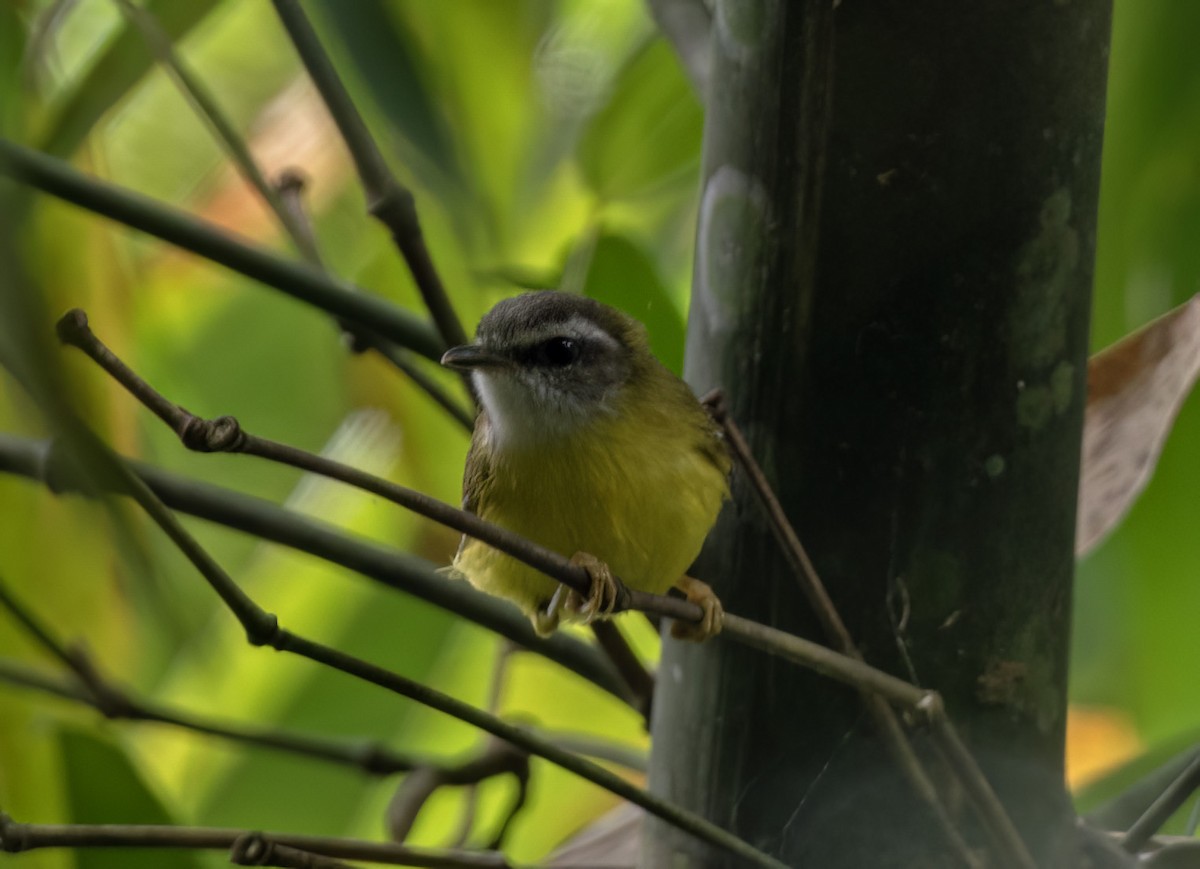 Yellow-bellied Warbler - ML617691279