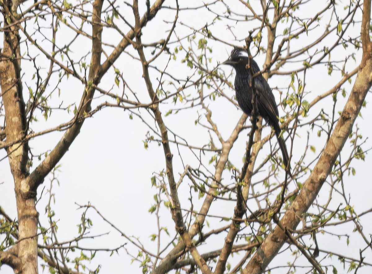 Lesser Racket-tailed Drongo - ML617691283