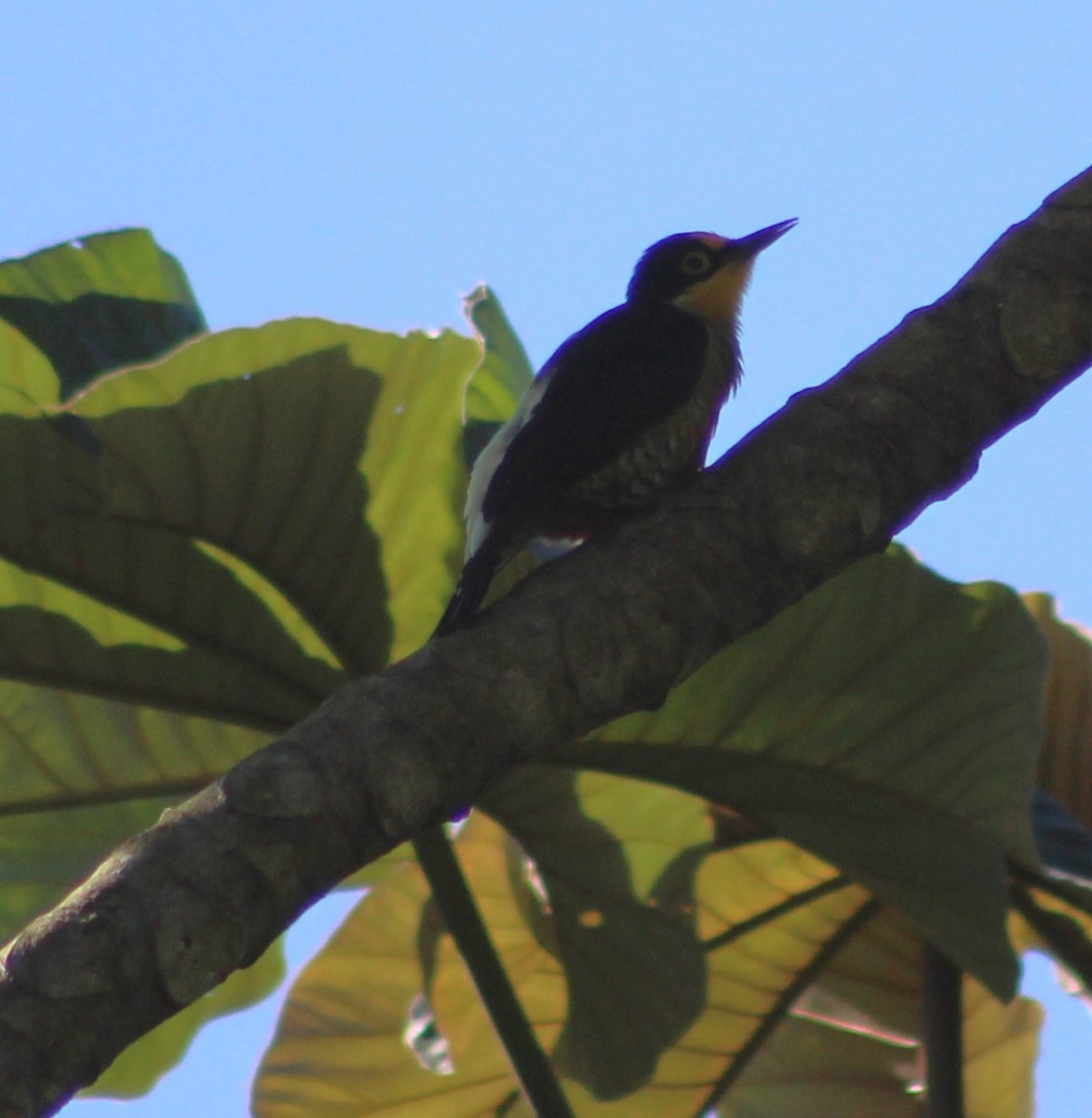 Yellow-fronted Woodpecker - ML617691284