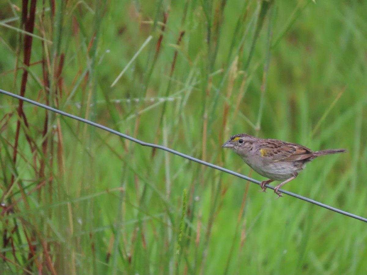 Grassland Sparrow - ML617691351