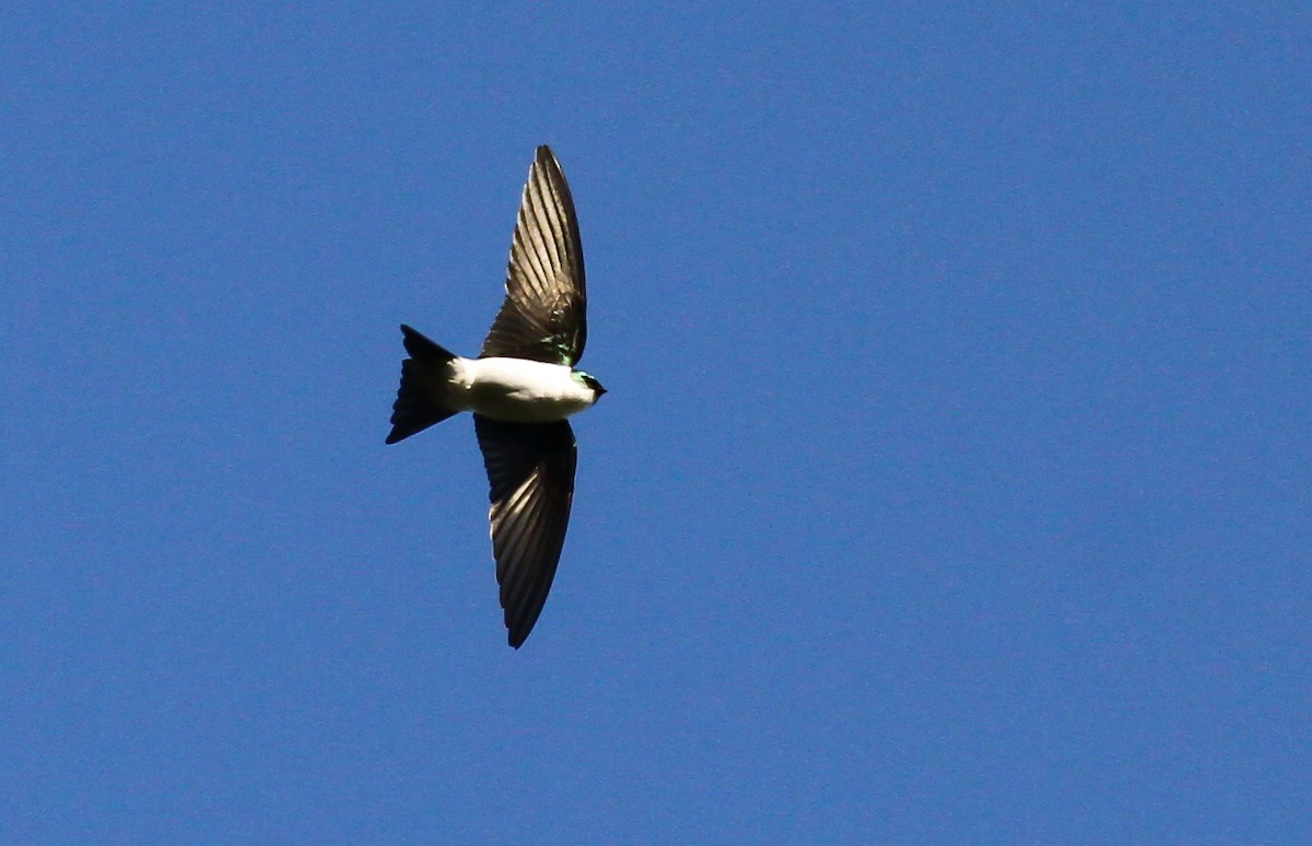 Golden Swallow - ML617691360
