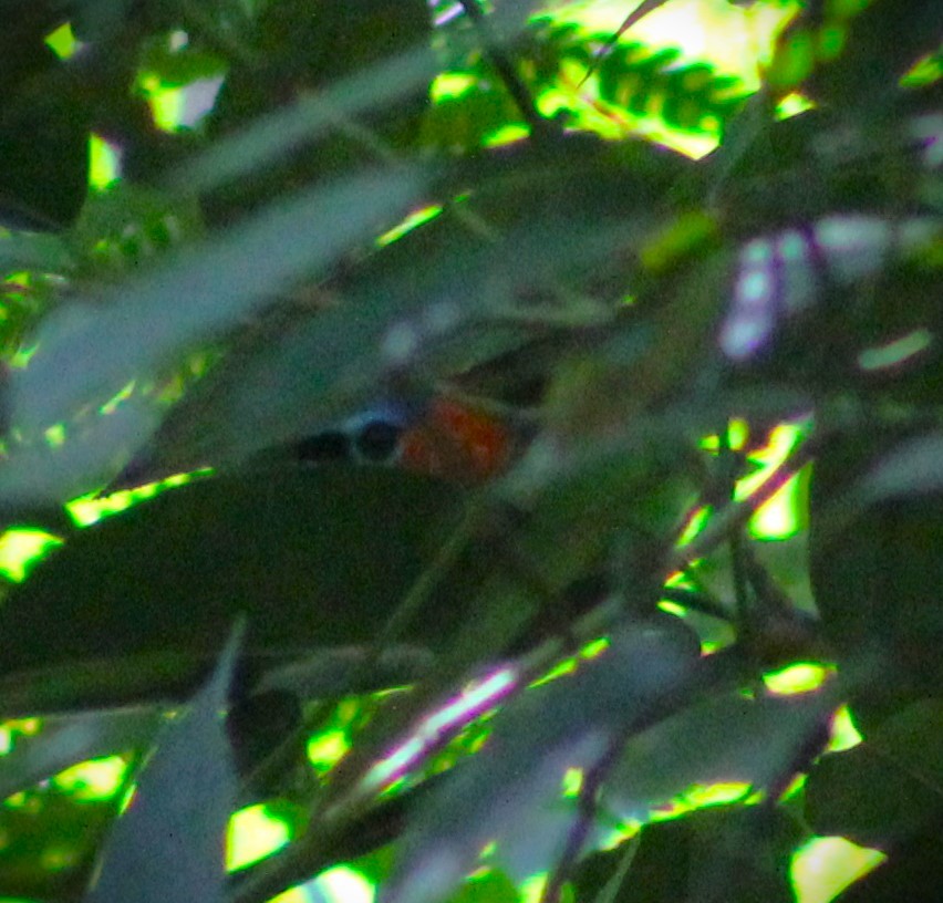 Red-necked Tanager - ML617691373