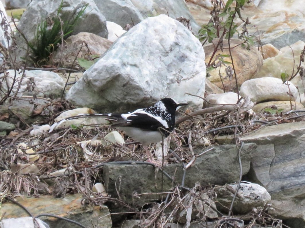 Spotted Forktail - ML617691380