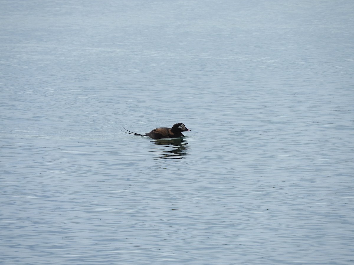 Long-tailed Duck - ML617691386