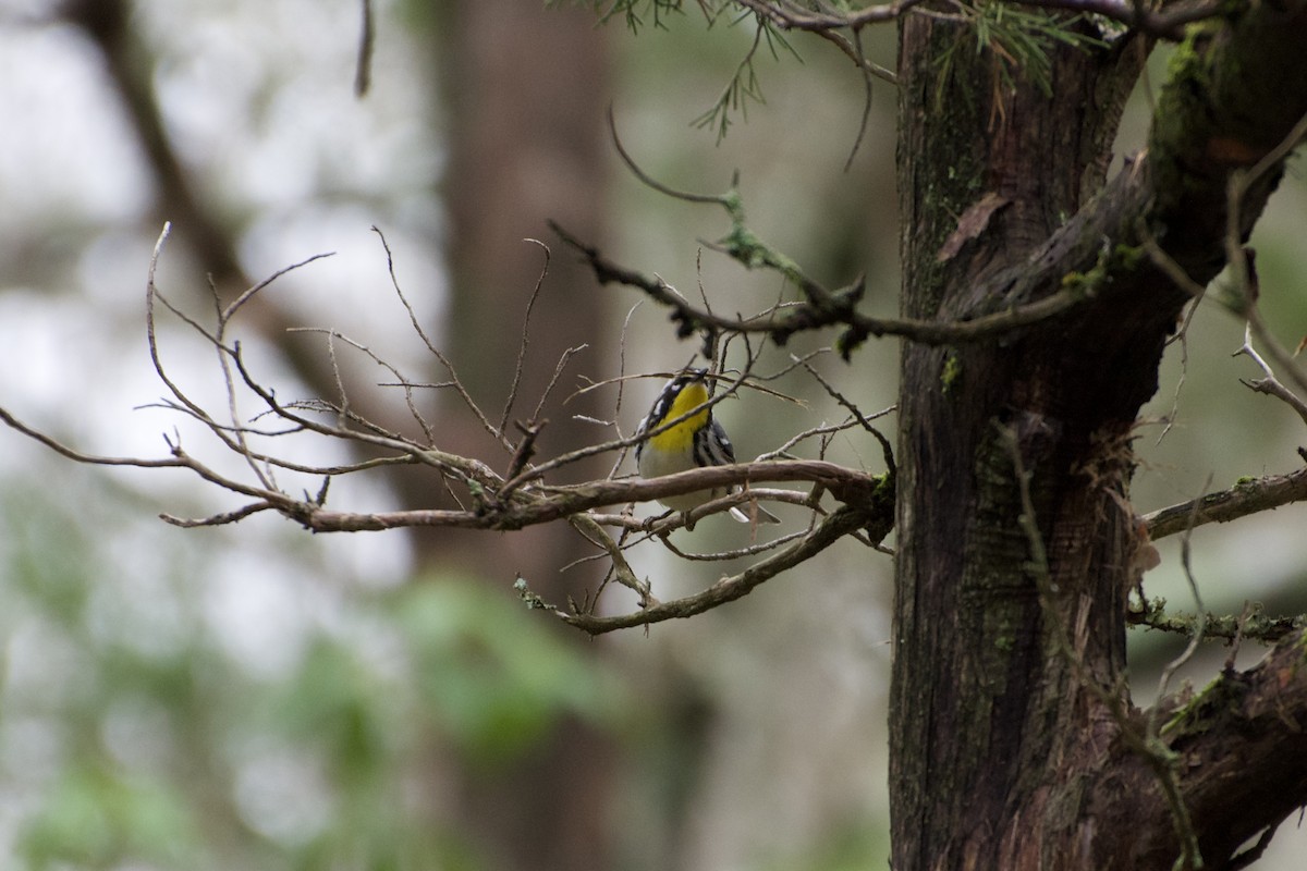Yellow-throated Warbler - ML617691392