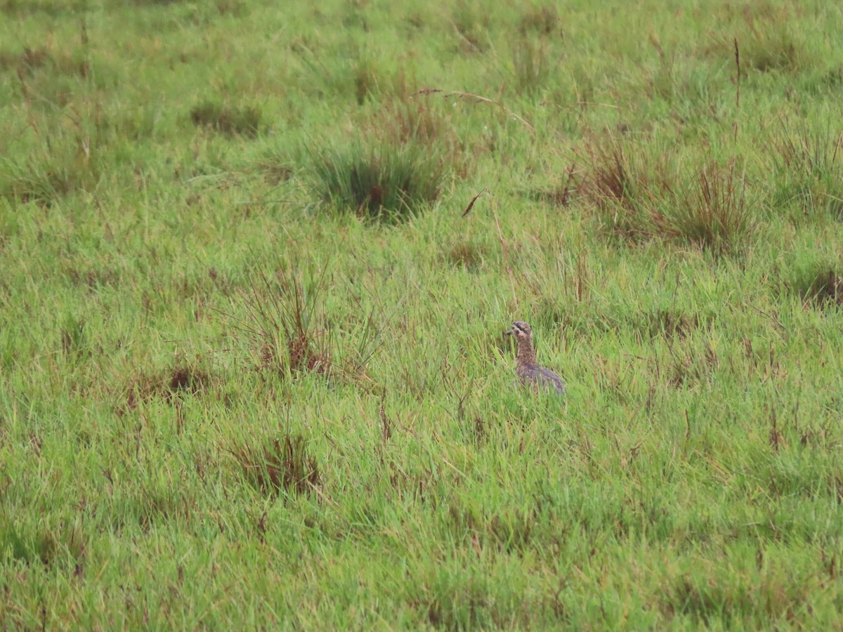 Double-striped Thick-knee - Cristian Cufiño