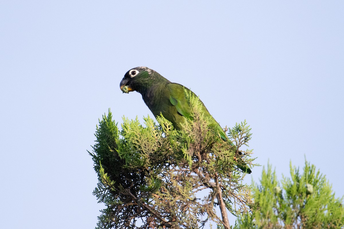 Scaly-headed Parrot - ML617691447