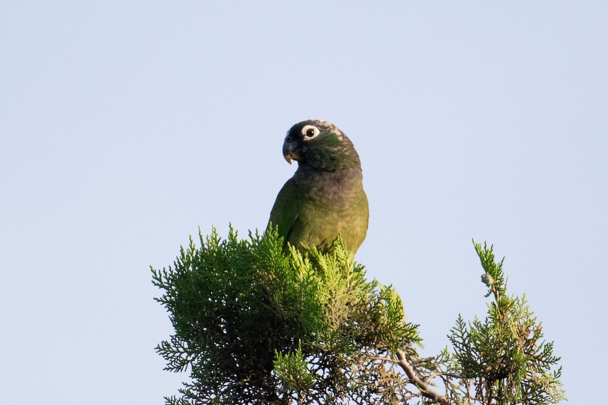 Scaly-headed Parrot - ML617691450