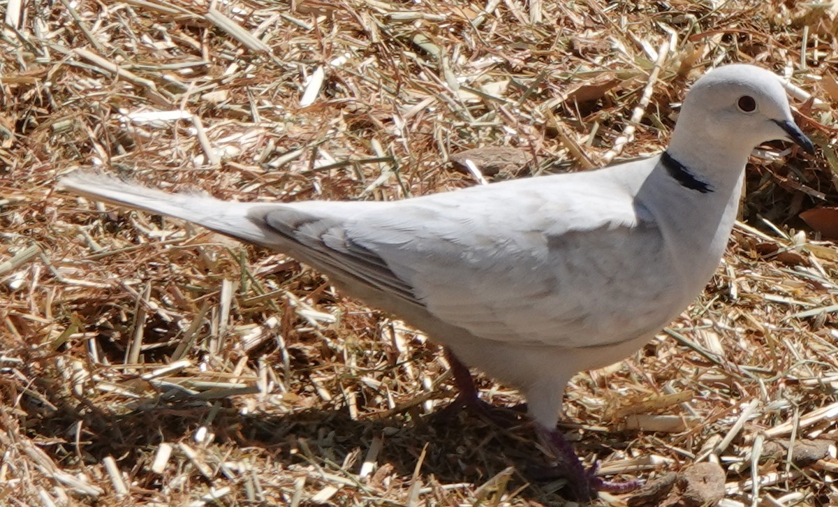 Eurasian Collared-Dove - ML617691479