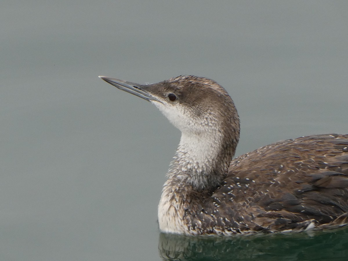 Red-throated Loon - ML617691481