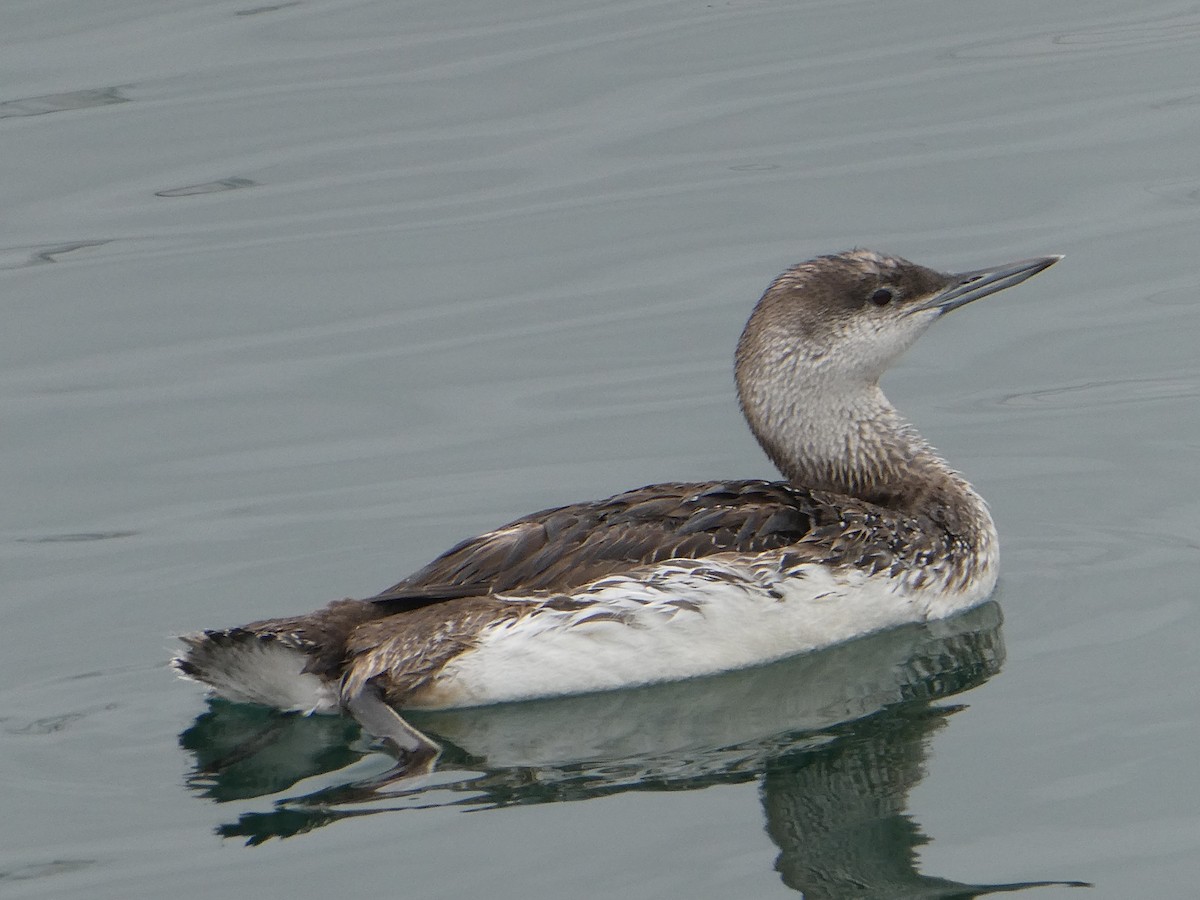 Red-throated Loon - ML617691483