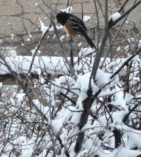 Spotted Towhee - ML617691534