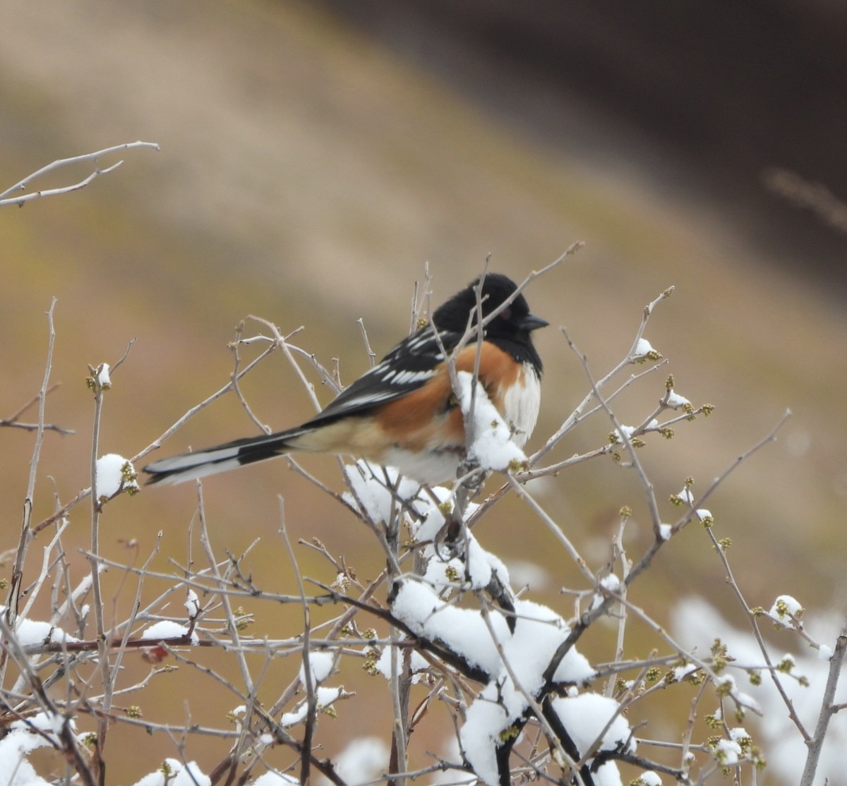 Spotted Towhee - ML617691535