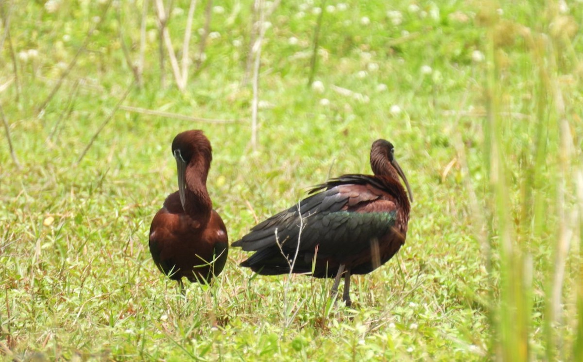 ibis hnědý - ML617691556